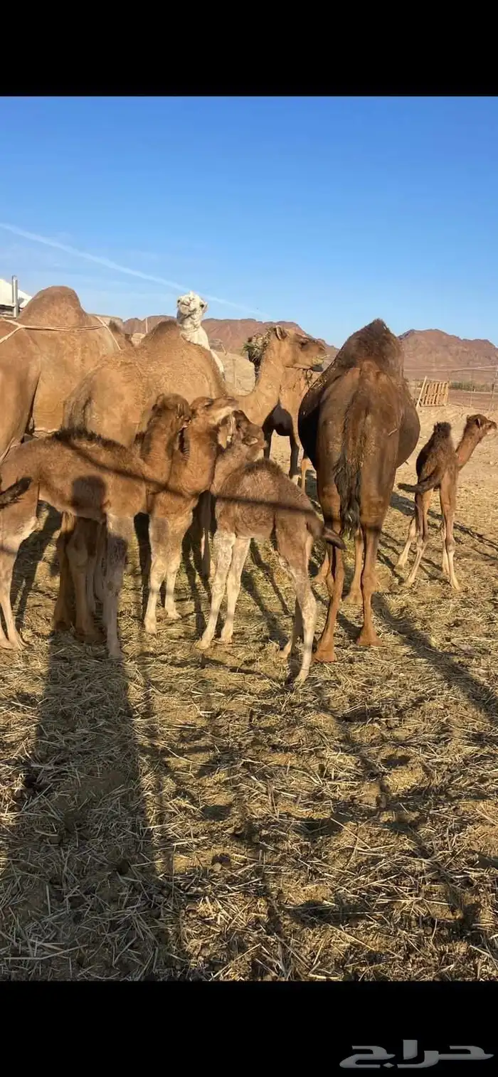 خلفات منايح للبيع الحد من 8000 تم البيع 0