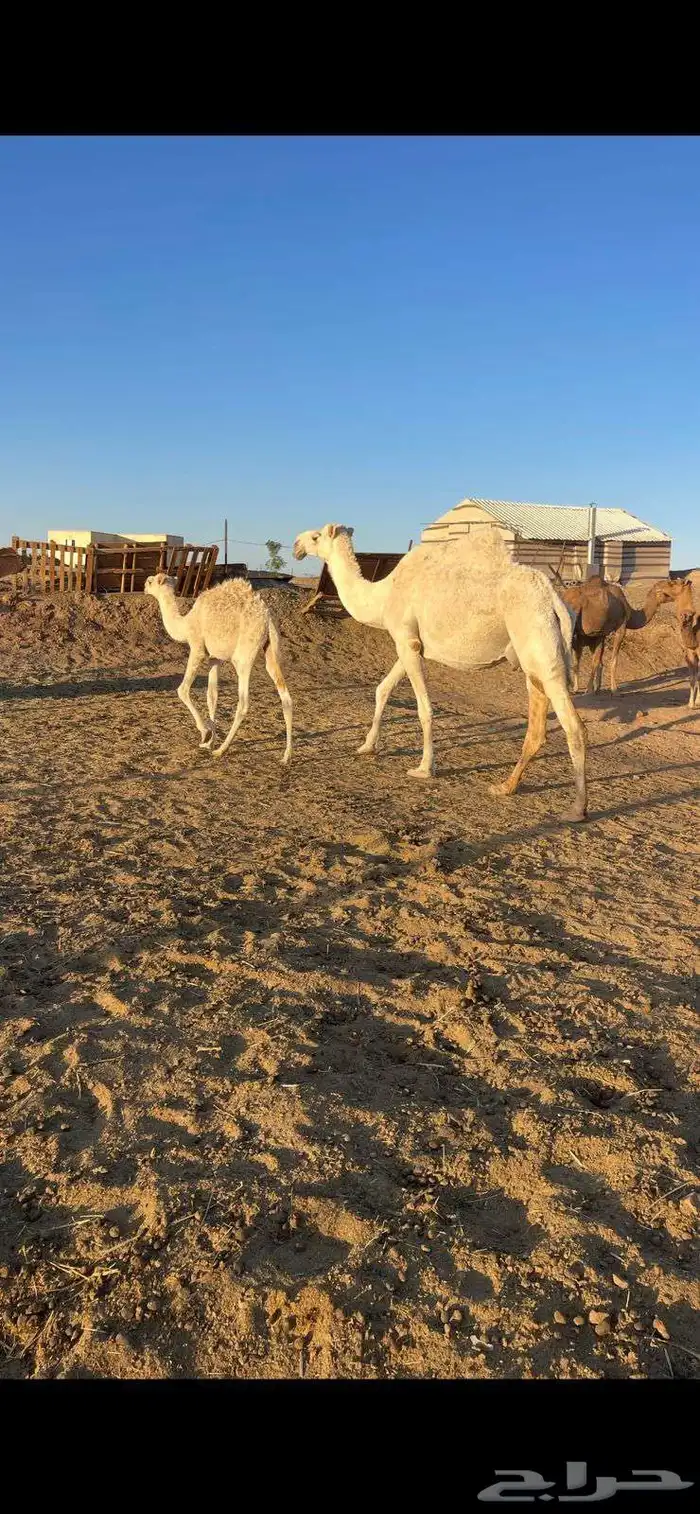 خلفات منايح للبيع الحد من 8000 تم البيع 8