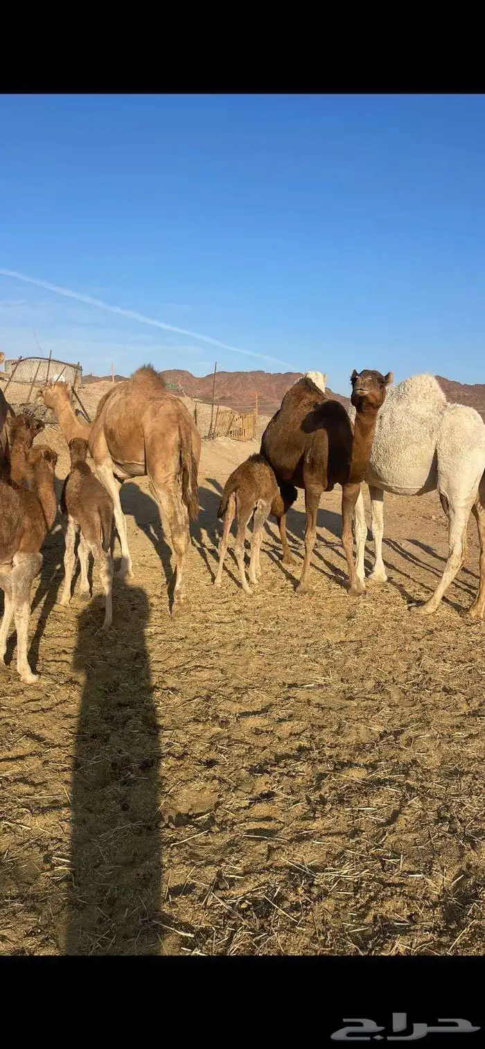 خلفات منايح للبيع الحد من 8000 تم البيع 3