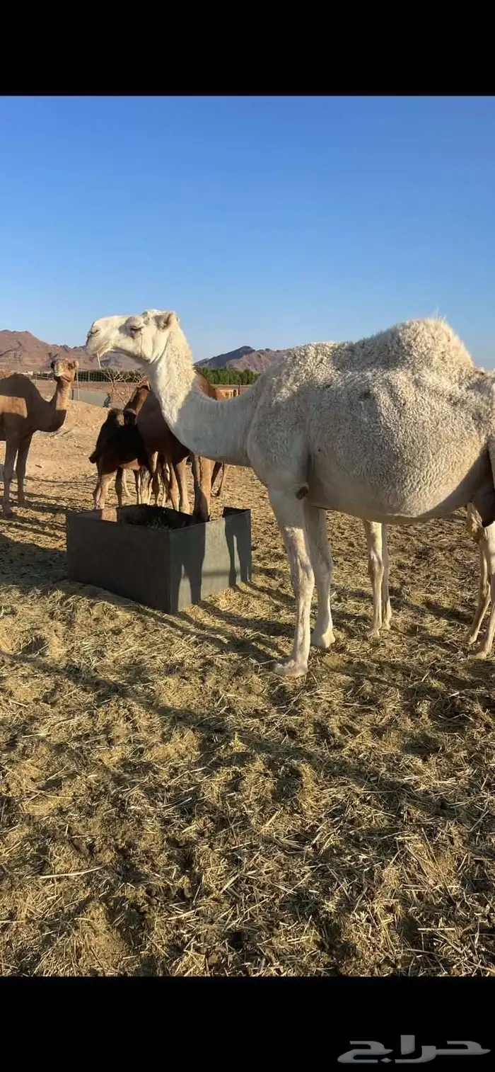 خلفات منايح للبيع الحد من 8000 تم البيع 4