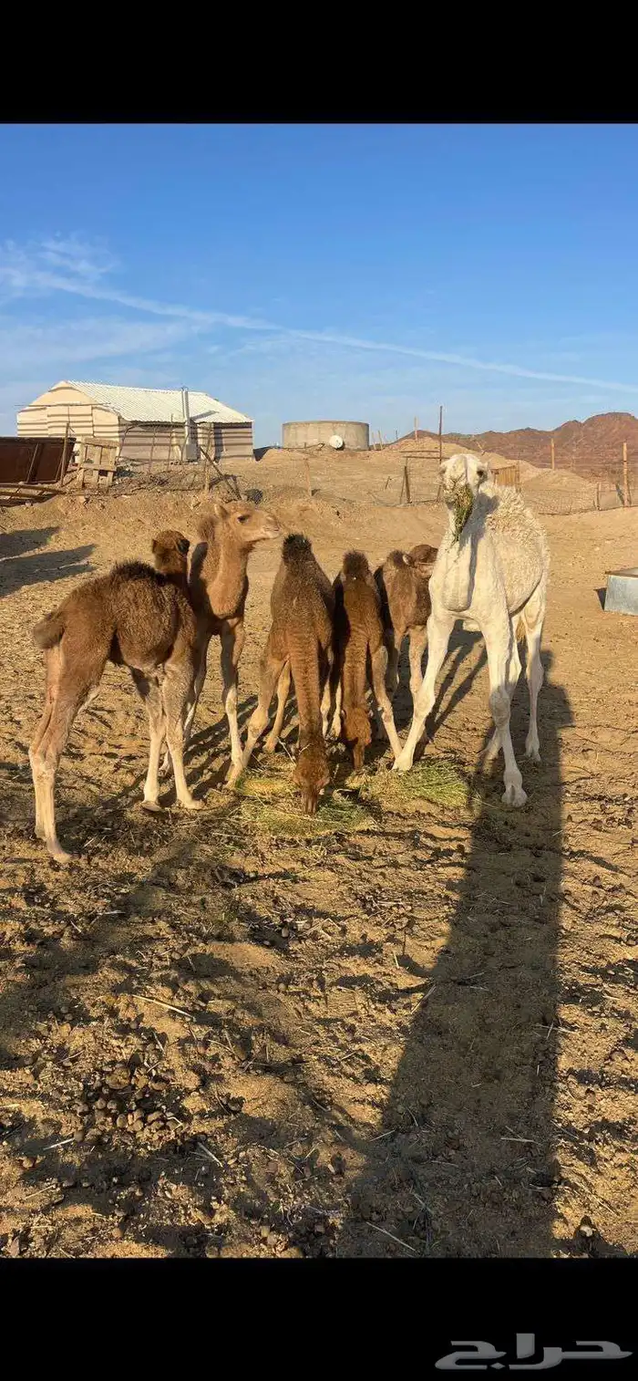 خلفات منايح للبيع الحد من 8000 تم البيع 6