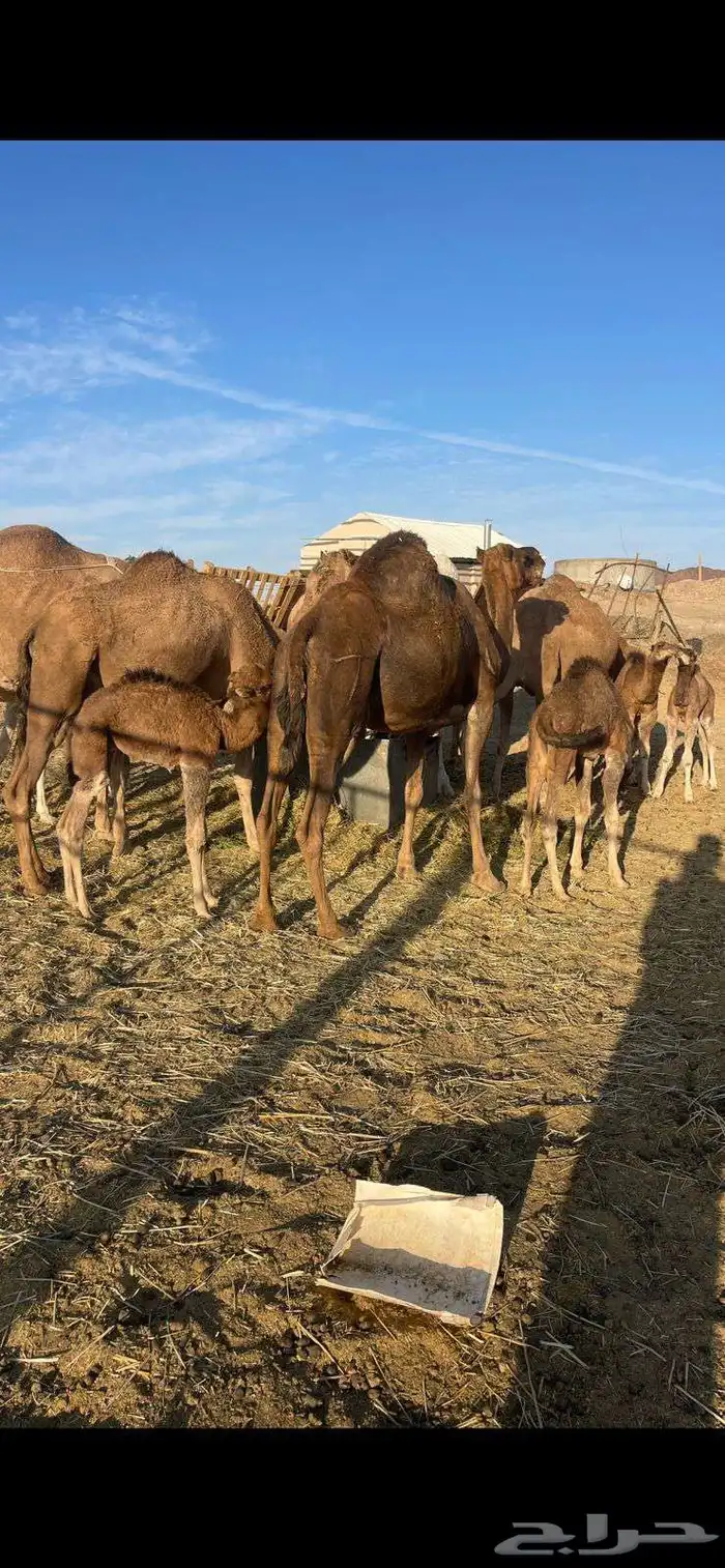 خلفات منايح للبيع الحد من 8000 تم البيع 7