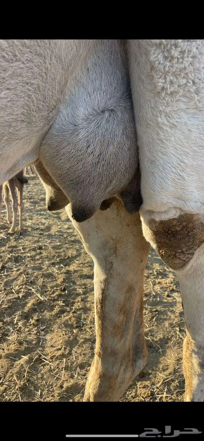 خلفات منايح للبيع الحد من 8000 تم البيع 9