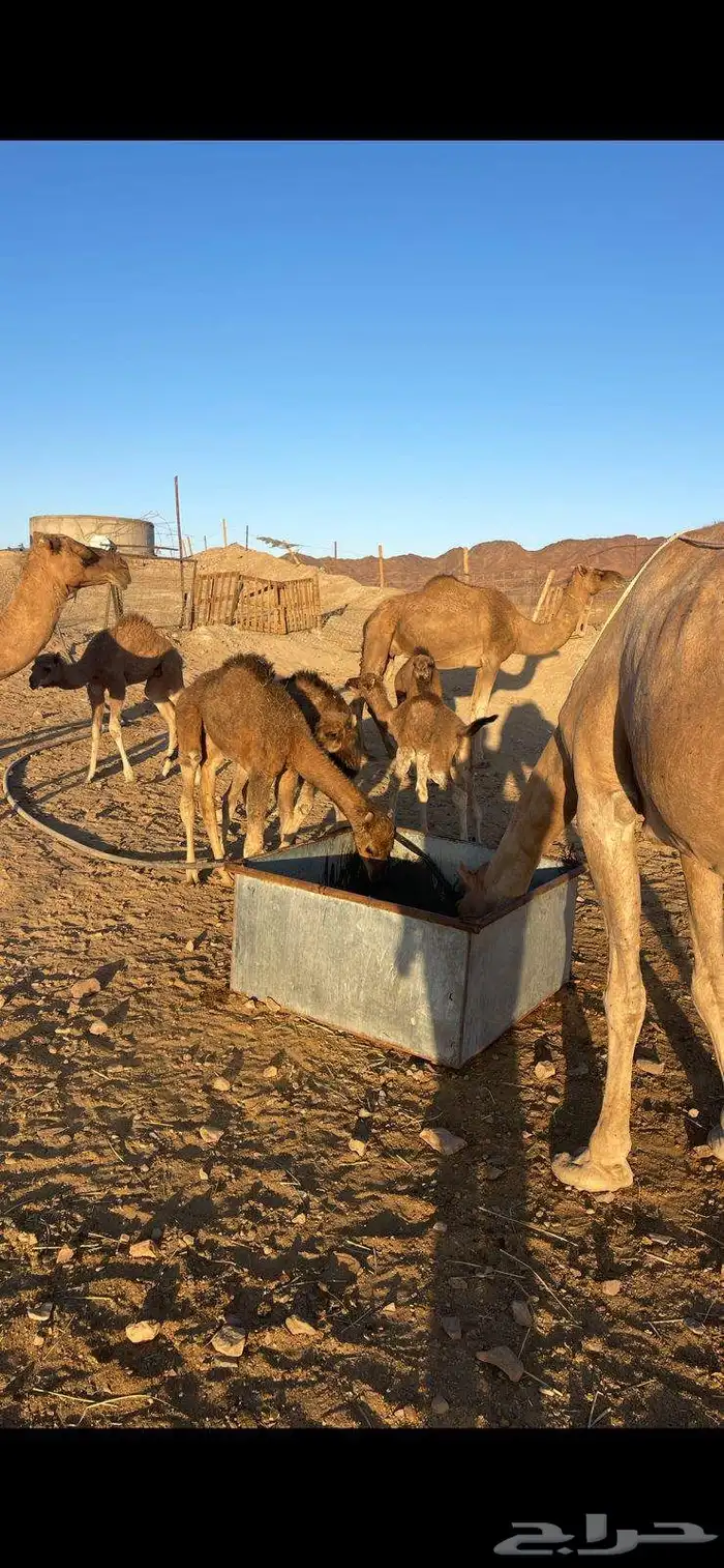 خلفات منايح للبيع الحد من 8000 تم البيع 11