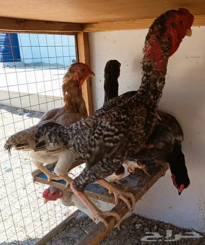 طقم كوشامو منتج ((( تم البيع ))) 2