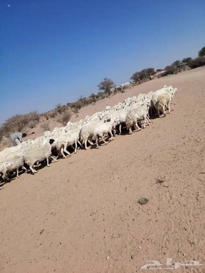للبيع ضان حري حرشش دفيع ومضاريع 1