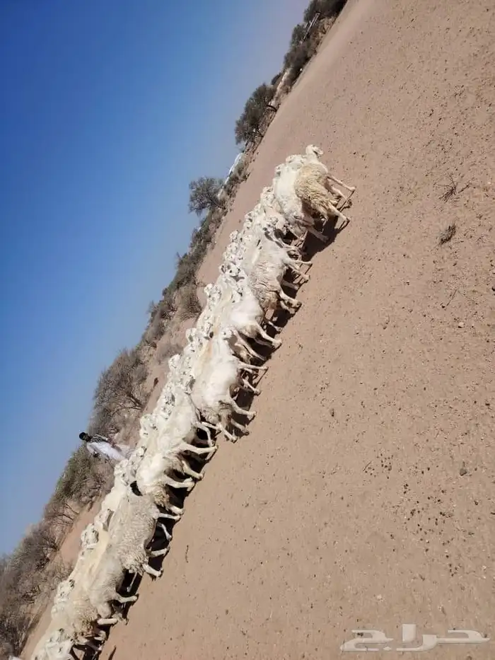 للبيع ضان حري حرشش دفيع ومضاريع 0