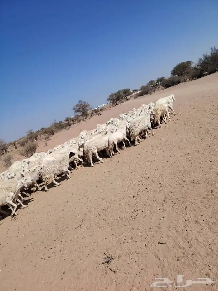 للبيع ضان حري حرشش دفيع ومضاريع 2