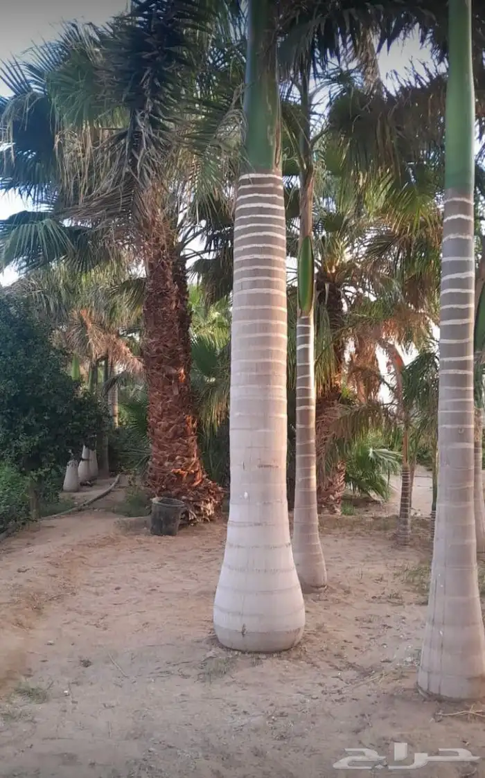 نخل جده ملوكي نخل عربي مثمر ونخل واشنطونيا بجميع المقاسات 8