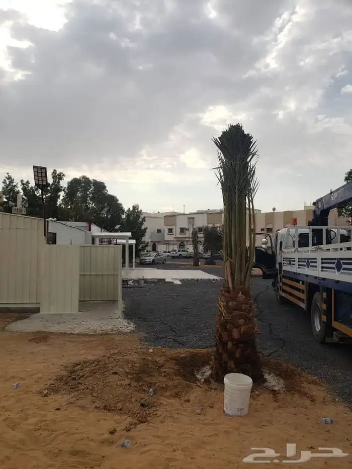 نخل برني العلا للبيع وروثانه وبرني العيص 6