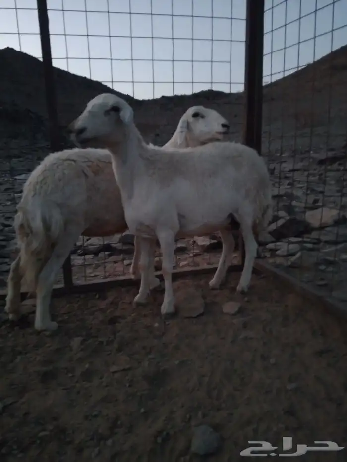 ضأن دفيع للبيع 1