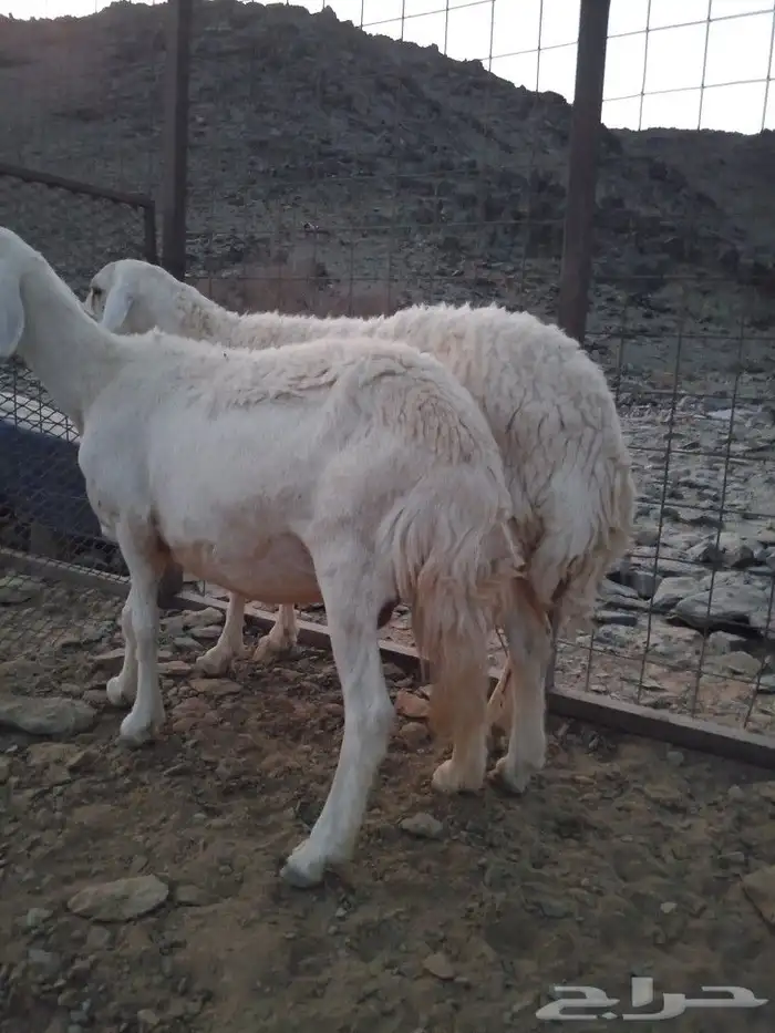 ضأن دفيع للبيع 0