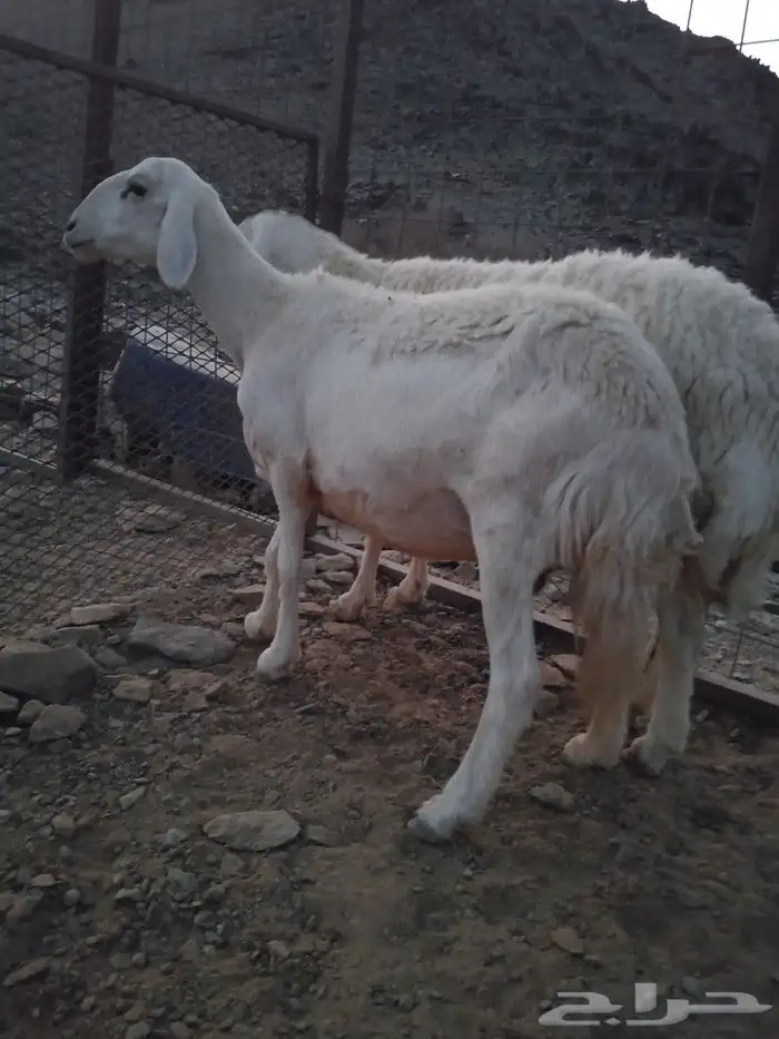 ضأن دفيع للبيع 2