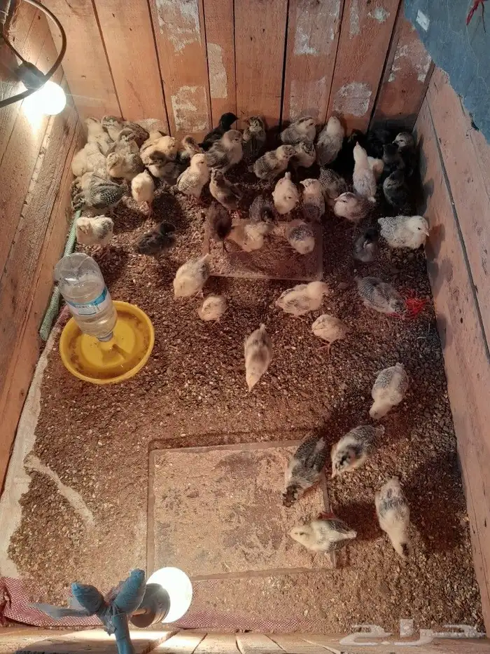 للبيع صيصان العدد 60 صوص 1