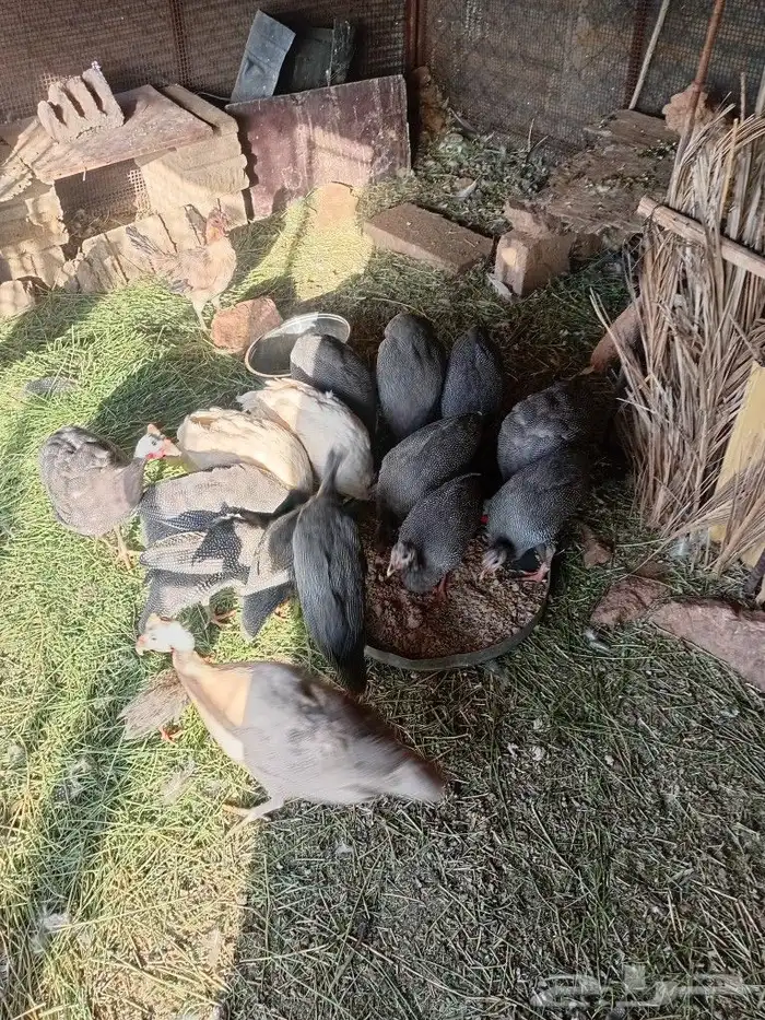 حجل حبشي للبيع 0