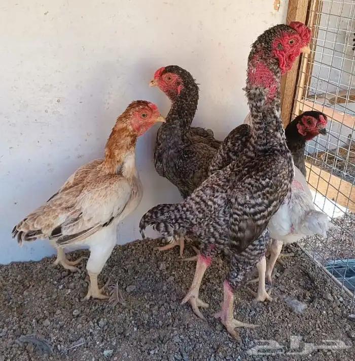 طقم كوشامو منتج ((( تم البيع ))) 18