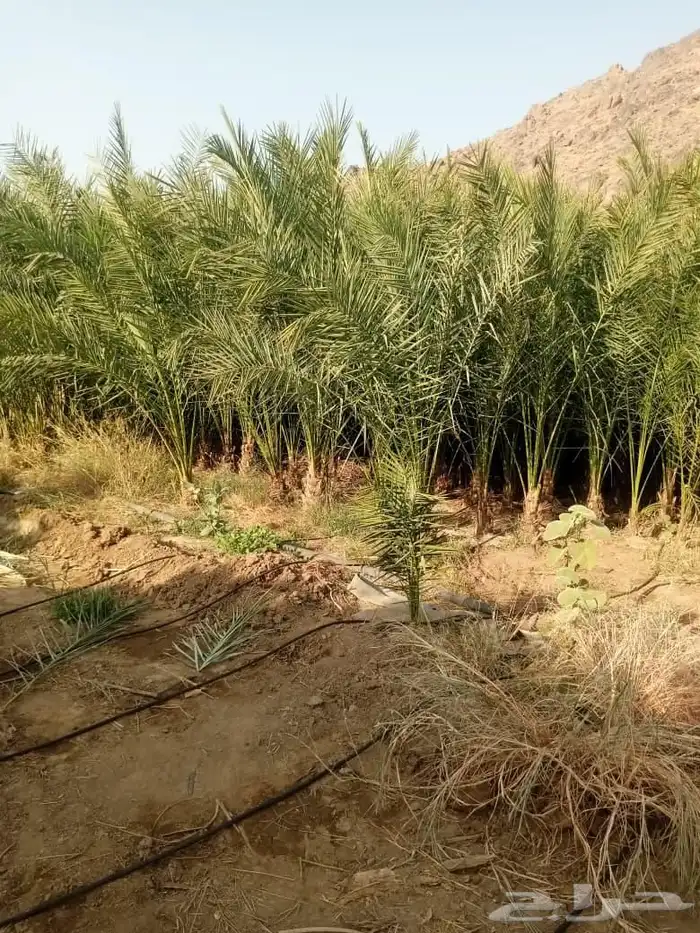 نخل للبيع عربي وزينه واشنطني ونارجين وملوكي 6