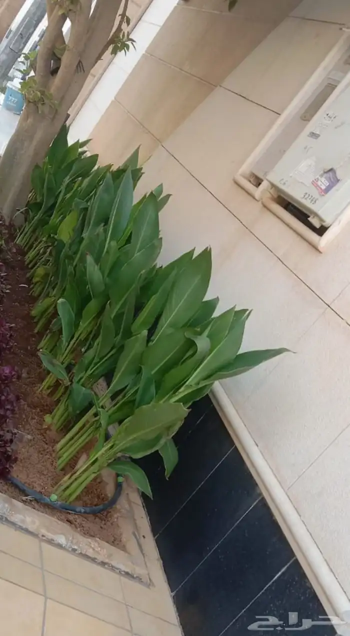 مشتل تنسيق حدائق 5