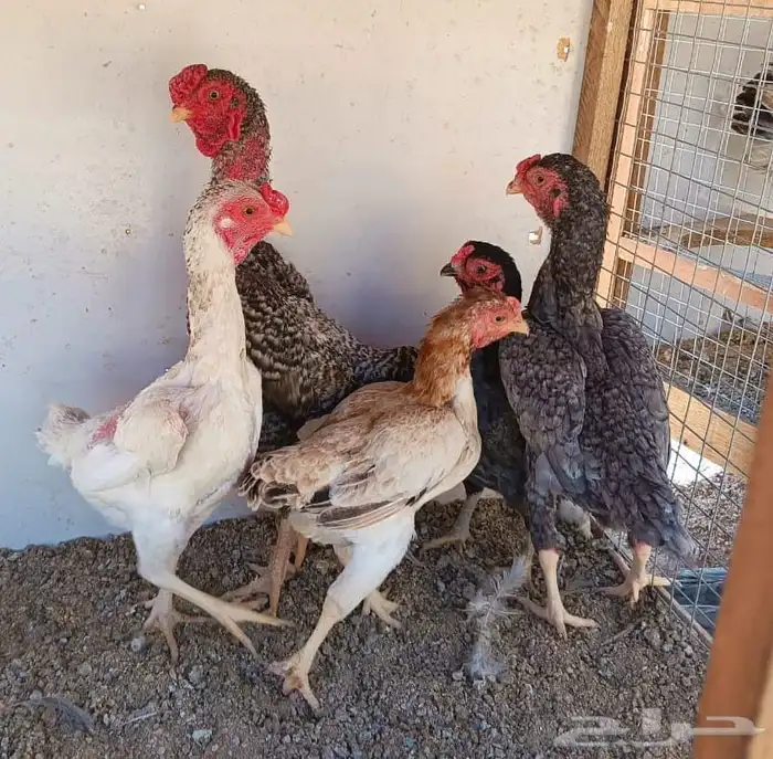 طقم كوشامو منتج ((( تم البيع ))) 16