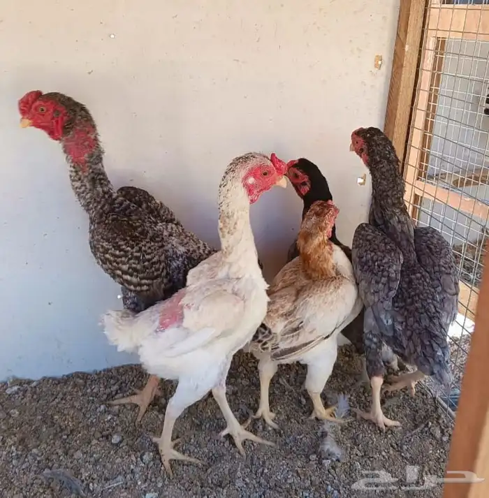 طقم كوشامو منتج ((( تم البيع ))) 17