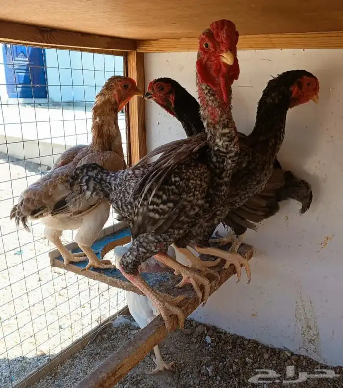 طقم كوشامو منتج ((( تم البيع ))) 5