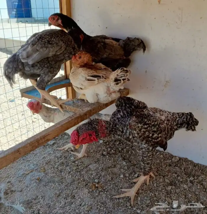 طقم كوشامو منتج ((( تم البيع ))) 7