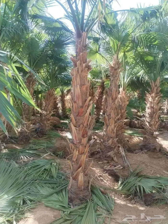 نخل زينه واشنطني أمريكي نخيل زينه 1