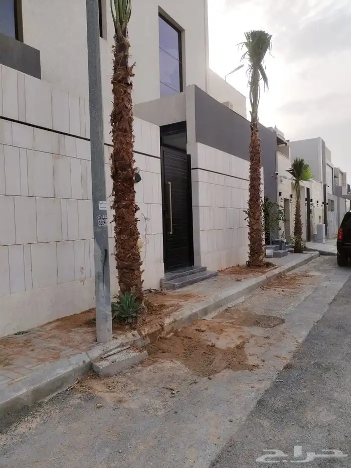 نخل زينه واشنطني أمريكي نخيل زينه 5