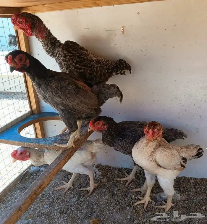 طقم كوشامو منتج ((( تم البيع ))) 14