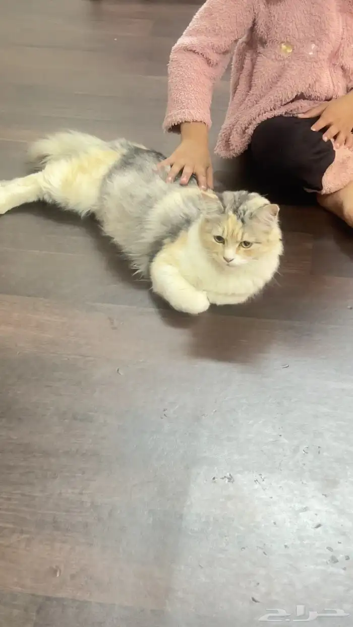 قطط للتبنى 0