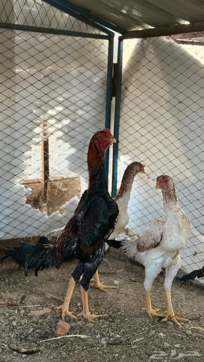 طقم شامو ياباني فاخر 0