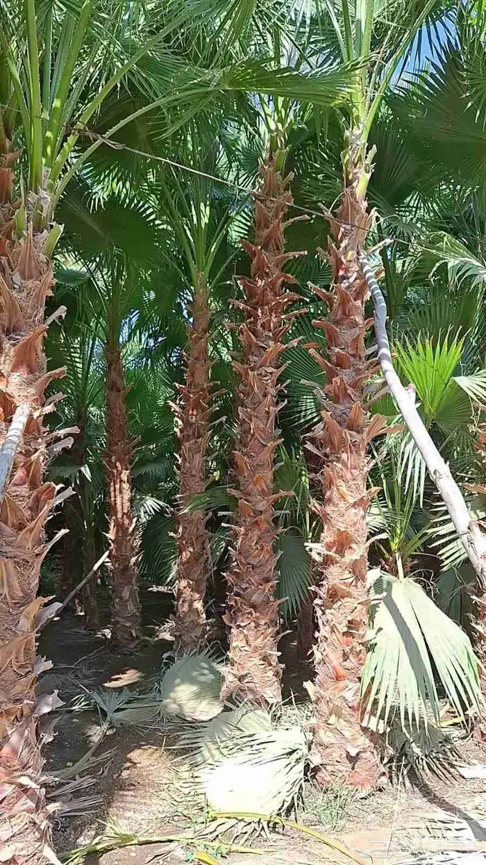 متخصصون في جميع نواع النخيل عربي واشنطونياء جميع المقاسات نو 1