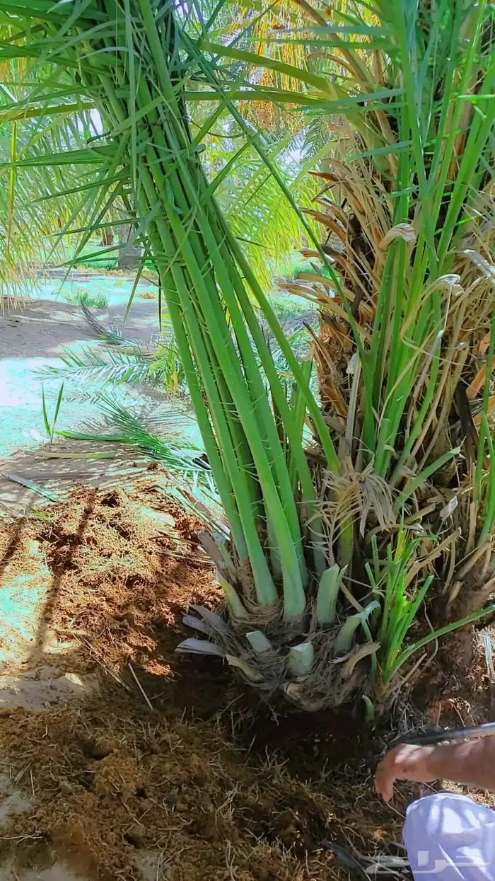 جثايث سكري نخل القصيم نخيل القصيم صقعي مجدول عجوه ونانه لبان 3