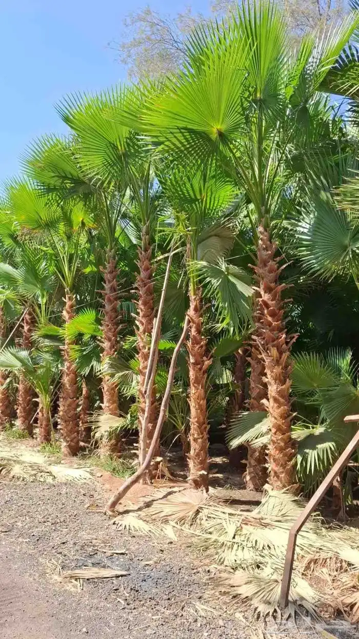 متخصصون في جميع نواع النخيل عربي واشنطونياء جميع المقاسات نو 2