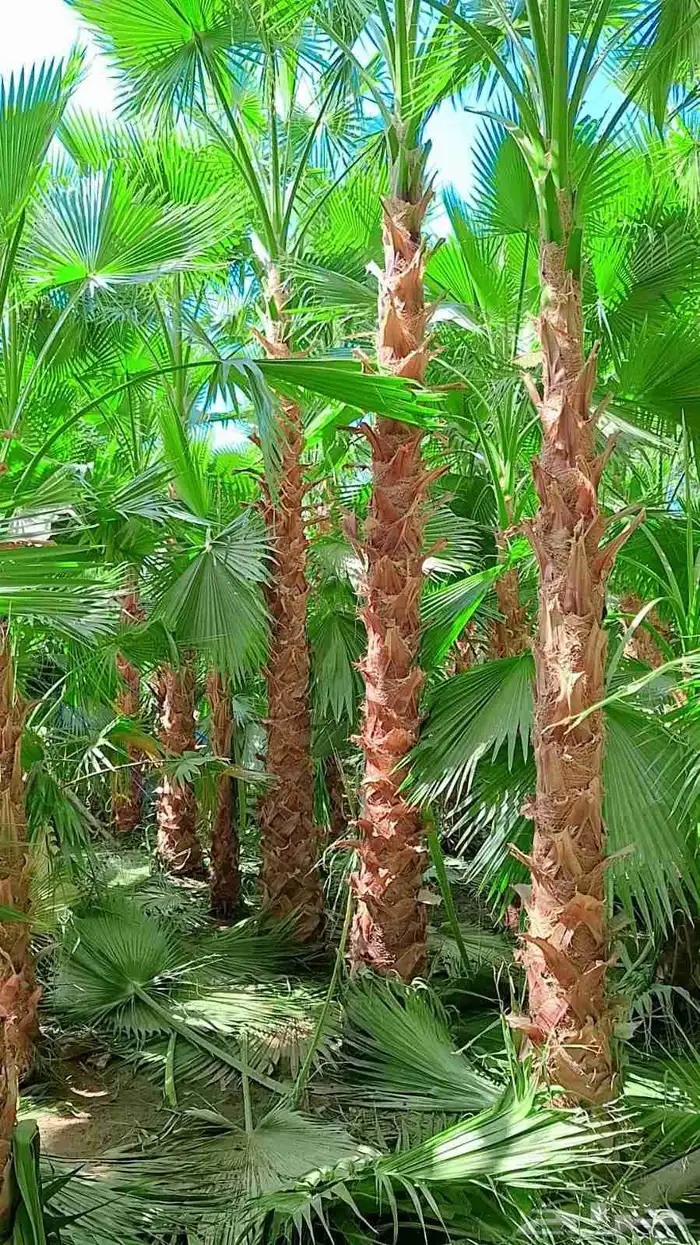 متخصصون في جميع نواع النخيل عربي واشنطونياء جميع المقاسات نو 4