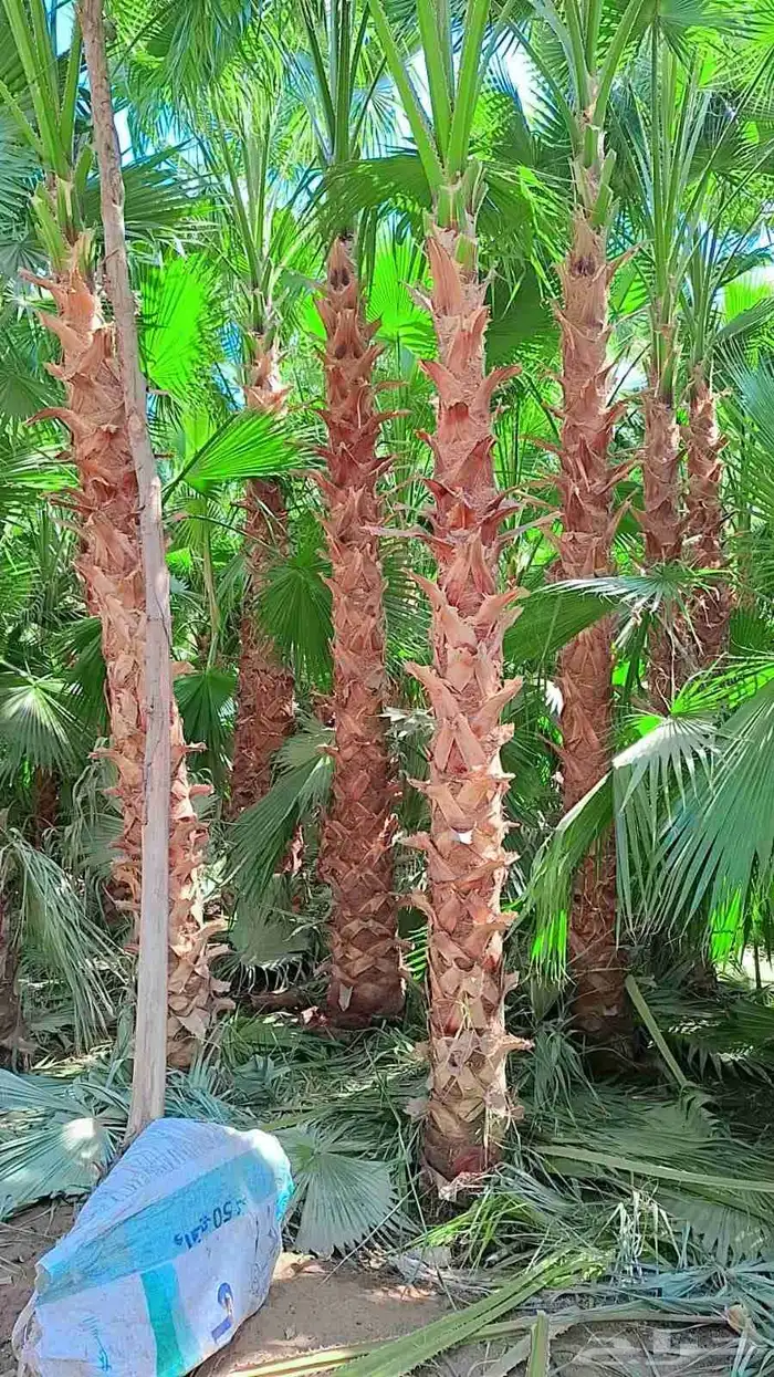 متخصصون في جميع نواع النخيل عربي واشنطونياء جميع المقاسات نو 5