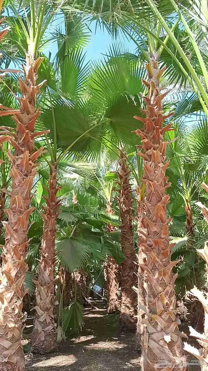 متخصصون في جميع نواع النخيل عربي واشنطونياء جميع المقاسات نو 6