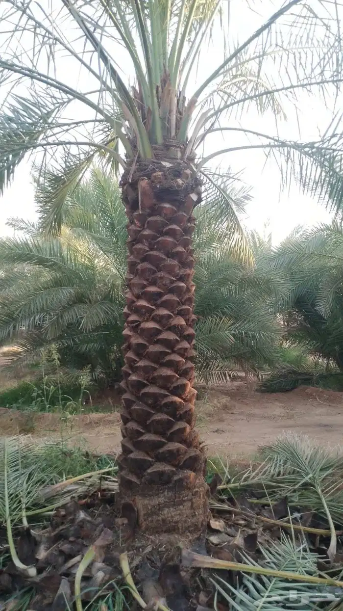 نخل للبيع بجميع انواعه ومقاساته اسعار مناسبه للجميع 1