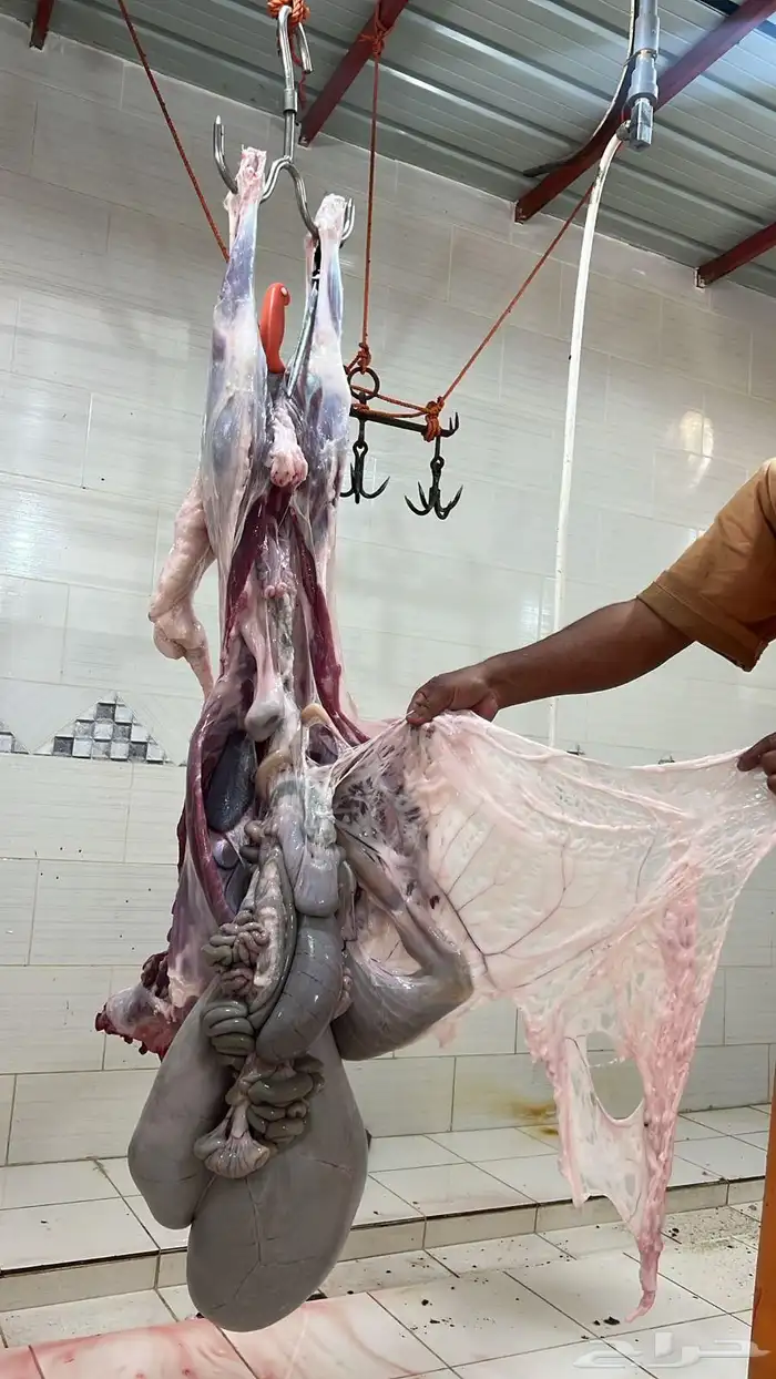 ذبايح للبيع 0