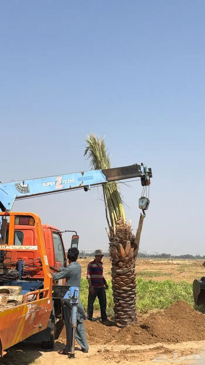 صقعي فنخاء مجدول هلالي عجوه ونانه نخل ع الطلب من القصيم 0