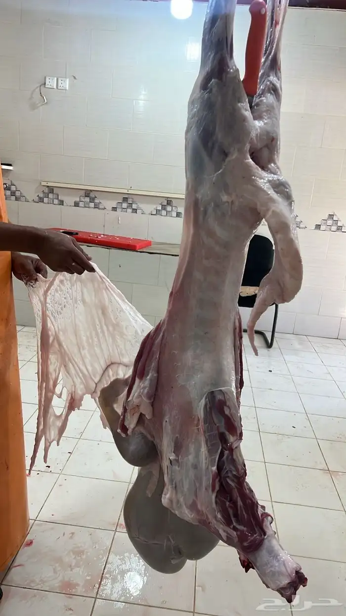 ذبايح للبيع 3
