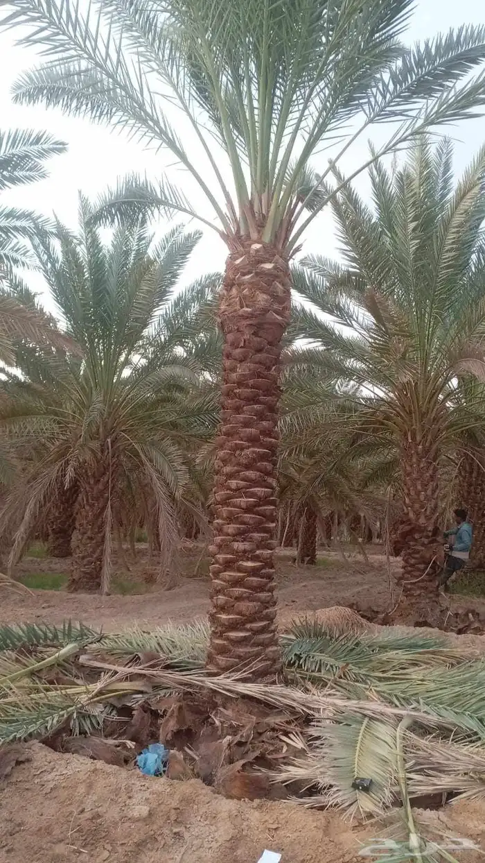 نخل عربي وزيتون مثمر 2