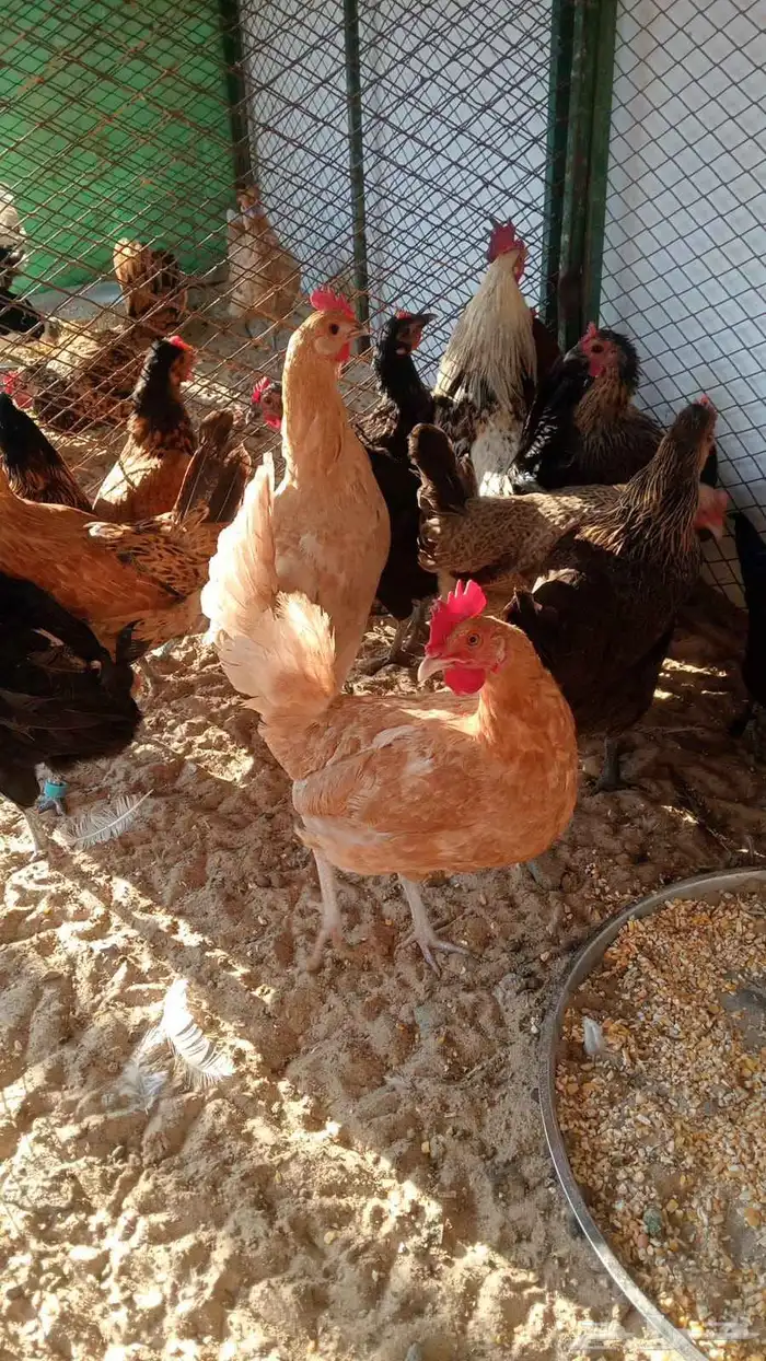 دجاج بلدي بياض 0