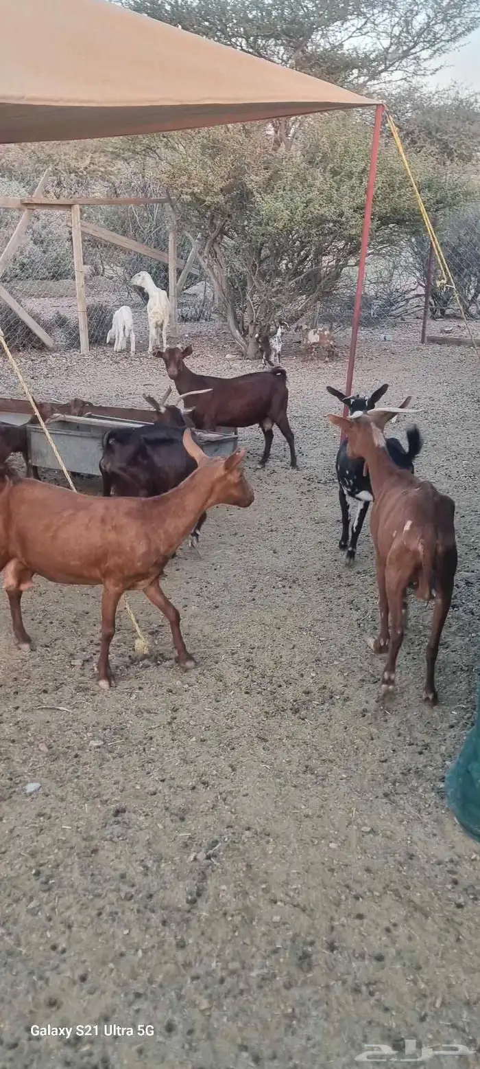 معزا محايليه دهم المعزا بالعدد التيوس 3 فحول معاها والولاد ف 2