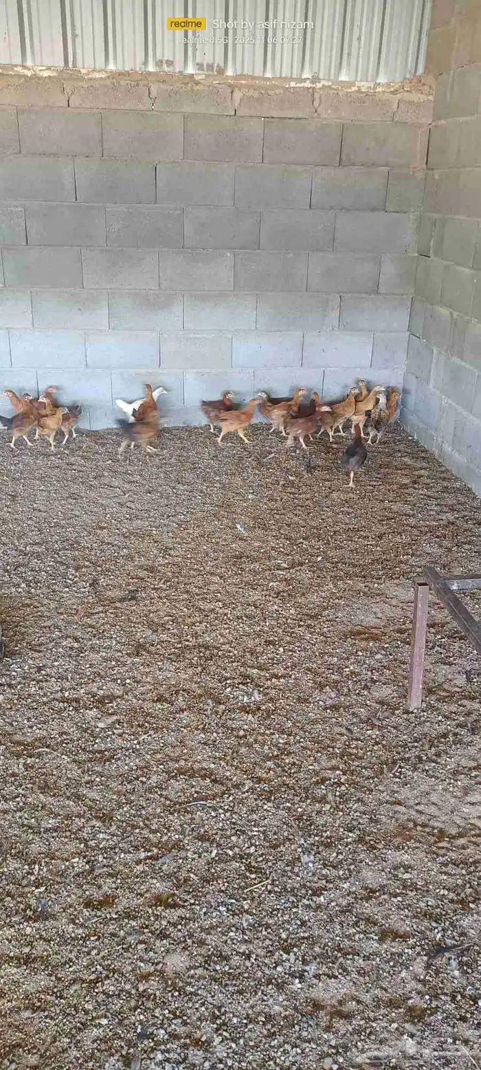 70 فرخ دجاج فرنسي العمر بين شهرين وشهرين ونصف 1