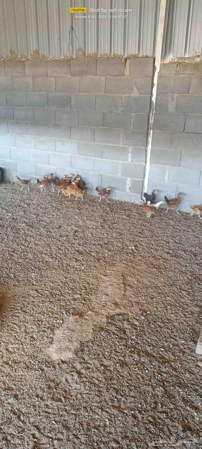 70 فرخ دجاج فرنسي العمر بين شهرين وشهرين ونصف 2