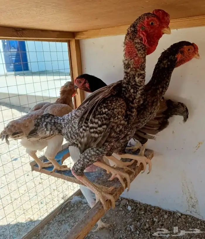 طقم كوشامو منتج ((( تم البيع ))) 4