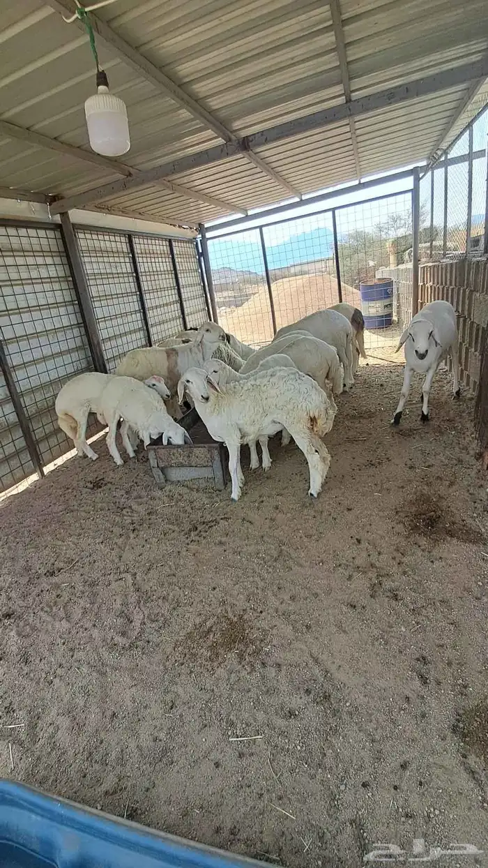 للبيع ذبايح نضاف وشحم تبدا من 1000- 1800 2