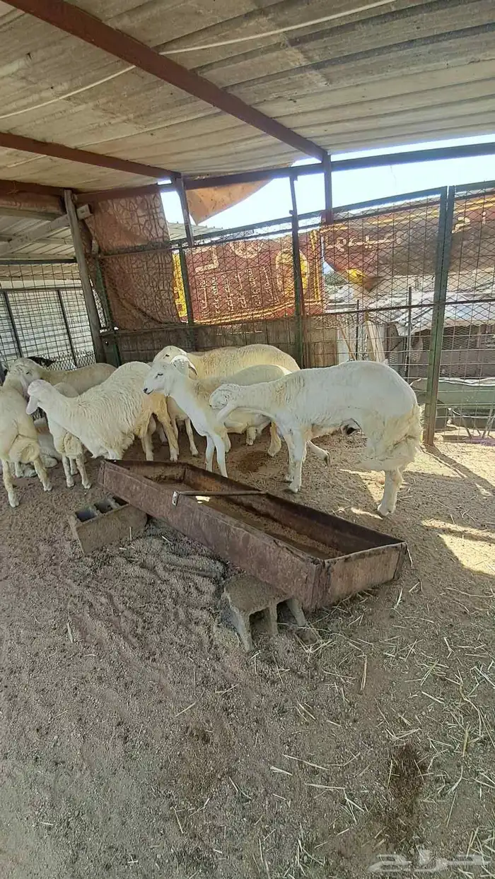 للبيع ذبايح نضاف وشحم تبدا من 1000- 1800 7