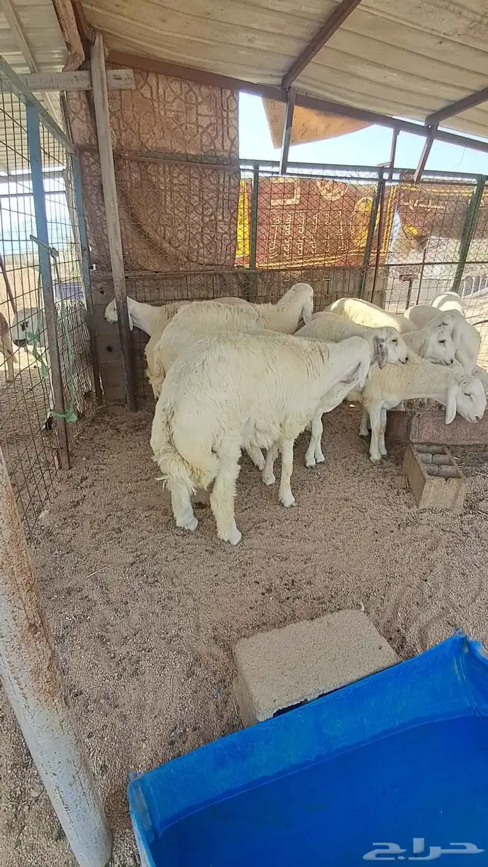 للبيع ذبايح نضاف وشحم تبدا من 1000- 1800 0